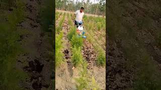 power weeder se shatavar ke gudai shorts ytshorts shatavar medical plant [upl. by Rabin]