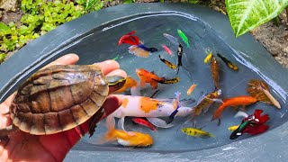 Catching betta fish in ponds glofish molly fish fighting fish koi goldfish red tail catfish [upl. by Quartis]