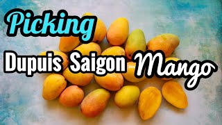 Picking Dupuis Saigon Mango [upl. by Iffar145]