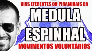 Medula Espinal Vias Eferentes Descendentes ou Piramidais  Sistema Nervoso  VideoAula 093 [upl. by Morty541]