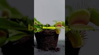 Carnivorous plants Sundew Trap in Action [upl. by Atyekram416]