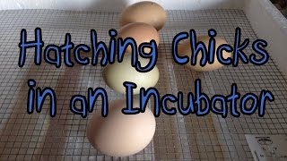 Hatching Chicks in an Incubator [upl. by Felicity974]