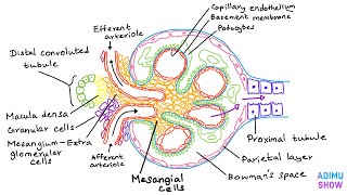 Renal Anatomy  The Glomerulus [upl. by Oretna]