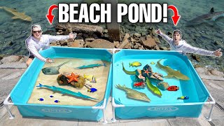 TIDE POOL SALTWATER POND Challenge With SEA CREATURES Found In BEACH ROCKS [upl. by Letizia730]