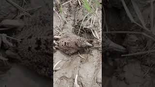 Red wattled lapwing baby 😍  Vanellus Indicus [upl. by Anaderol]