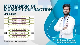 Mechanism of muscle contraction made easy by Dr Abhinav PanwarAIIMS Delhi [upl. by Ysset]