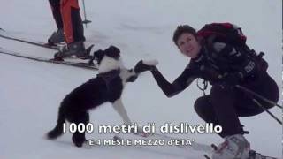 Mille metri e 4 mesi e mezzo Sci alpinismo Valentin Toerl  Skialper border collie [upl. by Cavuoto]