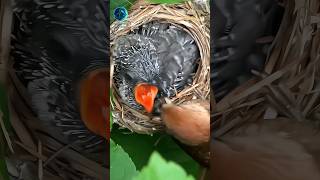 cuckoo Bird education amazingfacts shorts sciencefacts [upl. by Hasile548]