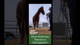 Horse Haltering Tips alternativehorsemanship [upl. by Hawker]