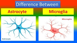 Difference between Astrocyte and Microglia [upl. by Yendis]