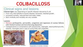 quotColibacillosis in Poultryquot by Dr Kaushal Kumar Department of Veterinary Pathology [upl. by Ahel3]