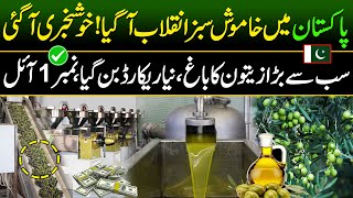 Big Olive oil Extraction in Pakistan  Olive oil Farming  Made In Pakistan [upl. by Ahseenal]