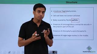 Class 11th – Photosynthetic Protists – Euglenoids  Biological Classification  Tutorials Point [upl. by Petua760]