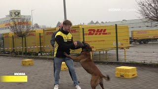 Postbotentraining mit Hund [upl. by Hsoj438]