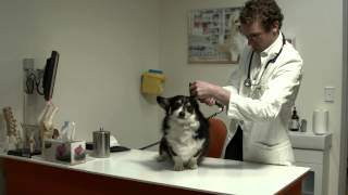 Vomiting in dogs and cats  Southern Cross Vets approach [upl. by Sondra]