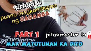 Gagamba conditioning tutorial and tips [upl. by Yetah129]