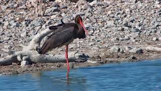 Black Stork Chills At Safarihoek [upl. by Hna919]