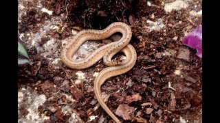 DeKays Brown Snake in my garden beneficial little snake eats beetles worms and snails [upl. by Nashom326]