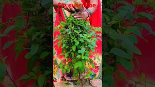 Laher laher lahraye re mere aagan ki tulsi song bhaktigeet bhajan plz subscribe kre [upl. by Yelhsa164]