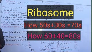 Ribosomeribosome structurecompositiondetail pashto lectures [upl. by Roslyn]