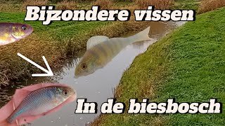 Zeldzame vissen in de Biesbosch [upl. by Adnawuj]