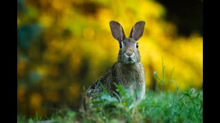 FUNNY RABBIT NATURAL SOUNDS [upl. by Shapiro]