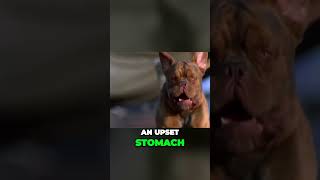 Drooling Dogs Hidden Health Warning Signs You Need to Know [upl. by Ytte]