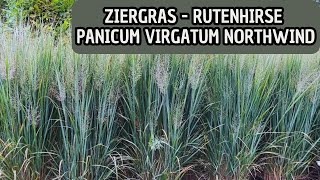 Ziergäser  Rutenhirse mit toller Herbstfärbung  Panicum virgatum Northwind [upl. by February588]