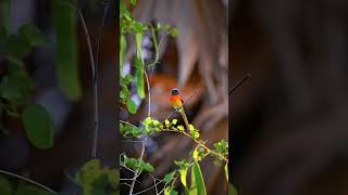 Nature of Kilinochchi Small minivet வன்னி SriLanka nikonz6 nature bird animal wildlife [upl. by Akirahs]