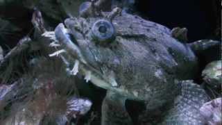 Gulf Toadfish  Opsanus beta [upl. by Brett]