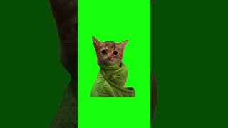 Kitten Wrapped in Green Towel  Green Screen [upl. by Ahsinat]