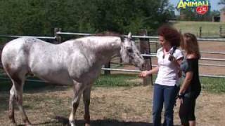 Il cavallo appaloosa  quotAmici animali  la tv a 4 zampequot a cura di Rose Ricaldi [upl. by Veleda900]