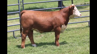 2024 Mohican Farms and Guests Sale  Lot 72 [upl. by Egin]