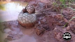 Cutest pangolin rolls in mud [upl. by Avrenim]