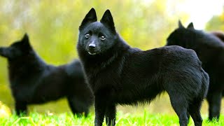 Schipperke  Ultimate Breed Facts You Need To Know [upl. by Neila]