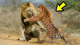 EL PODER DEL TIGRE vs LEÓN  León Vs Tigre ¿Quién es más fuerte [upl. by Otrebmuh]