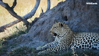 SafariLIVE Sunrise Safari  10 August 2024 [upl. by Zilevi]