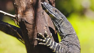 Monitor Lizard The Most Intelligent Lizard In The World  WILD ASIA  Real Wild [upl. by Kline166]