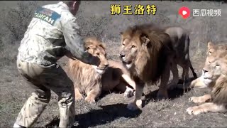 Taigan Lion Park Парк Львов Тайган ： Олег Зубков начальник охраны парка [upl. by Park]