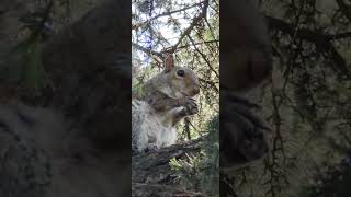 Scoiattolo Mangione al Parco della Villa Litta di Lainate [upl. by Hcab]