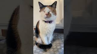 Hi Hazel Dancing Turkeys cat laugh cute catvideos funny dadjokes [upl. by Yeliw]