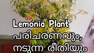 Lemonia Plant Care and PropagationRavenia spectabilisExotic plant മലയാളം plantsofkindlemonia [upl. by Adlee]