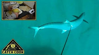 Spearfishing Barracouta Catch Clean Cook The Bluff Durban [upl. by Assek]