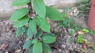 My Kiwi Actinidia Arguta started to grow very fast and clings to the fence [upl. by Nylorahs304]