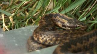 Adders on Springwatch 2016 [upl. by Edythe]