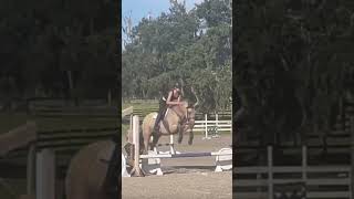 Please don’t mind my horrid equitation I almost died before this hooves equiline equus horse [upl. by Bowyer]