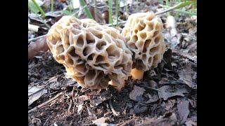 Culture Morilles le 10 11 2023 dans jardinière [upl. by Dalton272]