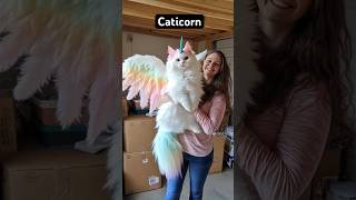 Caticorn💕 cat catlover catvideos catshow petshow [upl. by Crichton]