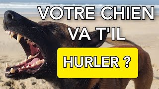 Bruit pour faire aboyer son chien  Malinois qui aboie [upl. by Alakcim]