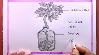 How To Draw Process Of Ascent Of Sap In The peperomia Plant [upl. by Avilys]